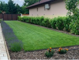 Levendula(Hidcote Blue) és babér(Novita) sövény.